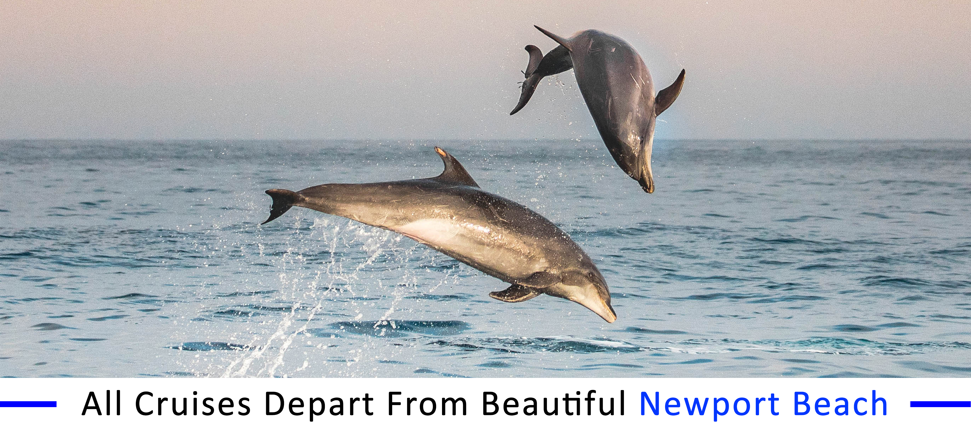 whale-watching-Manhattan-beach inexpensive-boat-rentals-Manhattan-beach