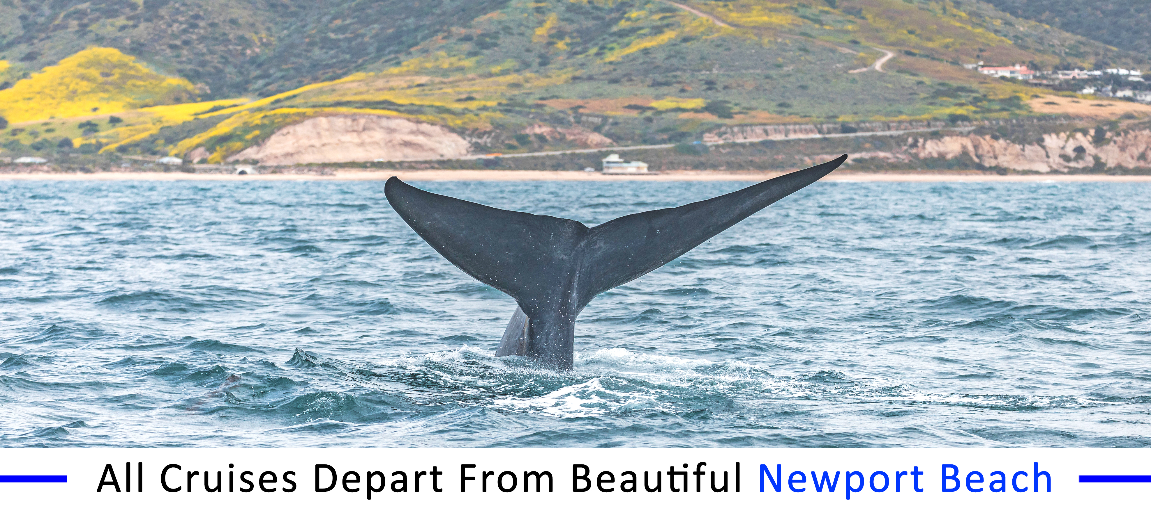whale-watching-manhattan-beach manhattan-beach-whale